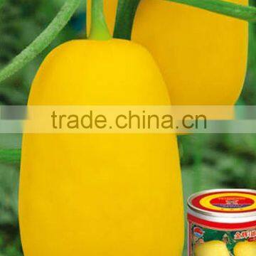 Hybrid golden yellow sweet melon seeds for sale-Jin Hui