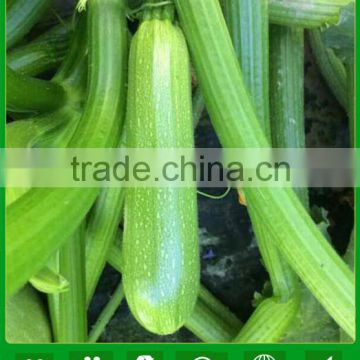 MSQ10 Bao high yield chinese vegetable seeds, hybrid squash seeds for sales