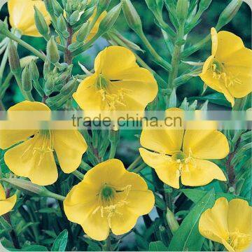 touch health supply evening primrose oil in bulk