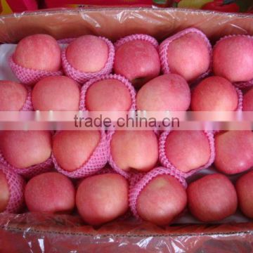 1kg fresh fuji apple price buyer of fresh fuji apple fuji apple root