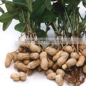 top grade peanut for selling and from direct factory with best quality