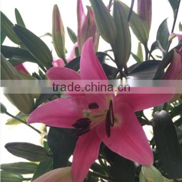 Factory Supply Fragrant flower fresh lily flower fresh cut lilies