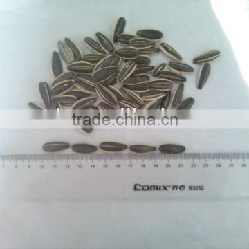 3638 Chinese Confectionery sunflower seed