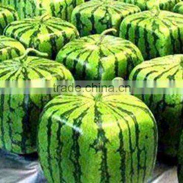 Melonmold Square Watermelon Mold for Making Cubed Watermelons