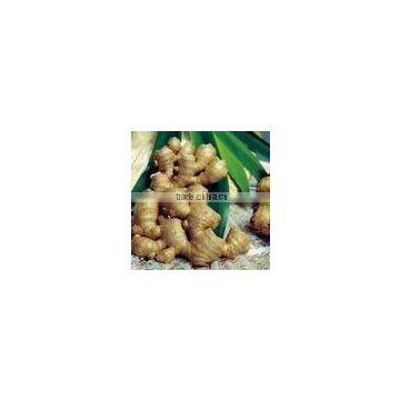 Natural & Pure OLEORESIN GINGER 30% VOC