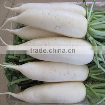 Fresh Vegetables Fresh Raddish Exporter