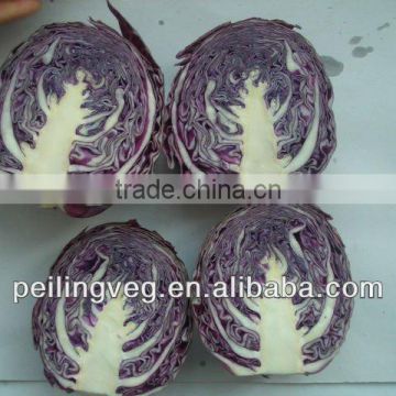 Shandong fresh round purple cabbage