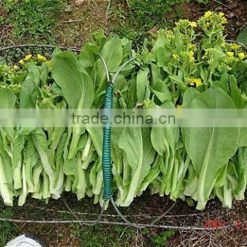NPK21 Nandao wholesale vegetable seeds prices,pak choi seeds guangdong