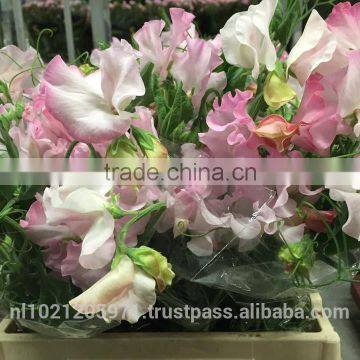 Lathyrus