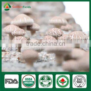 Fresh Shiitake Mushroom,Medicinal Mushroom,Mushroom Cultivation