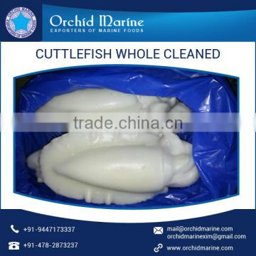 A-Grade Quality Cuttle Fish Whole Cleaned Supplier