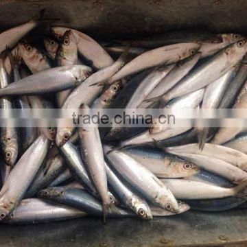 Land Frozen sardine for bait hot sale