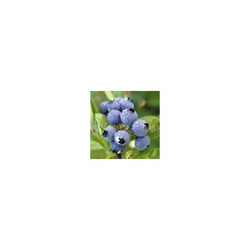 we supply Bilberry Extract,Anthocyanidins 25%, Treat circulation disorders, varicose veins and other venous and arterial problems, Improve circulation to the eyes and help with eye strain and visual