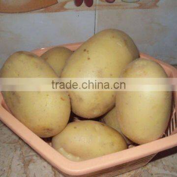 Fresh hot sell White Potato