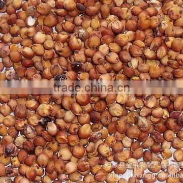 Red Sorghum Market price with New Crop