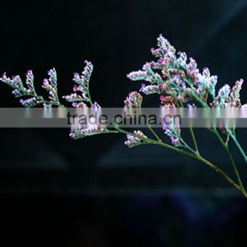 Special unique fresh cut flower limonium