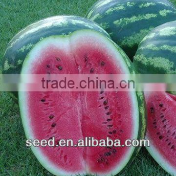 Sweet No.1 The pink sweet hybrid watermelon for sale