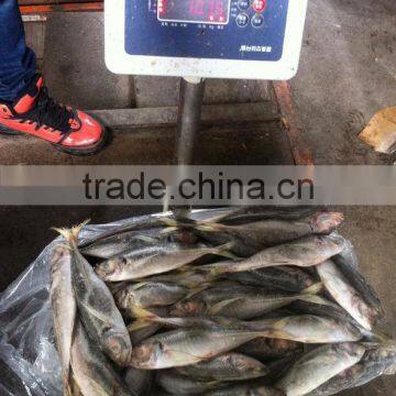 22cm+ Frozen Horse Mackerel (Trachurus Japonicus)