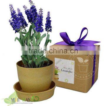 Real mini flower-degradable pot