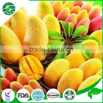 IQF frozen fresh mango dice / halves price