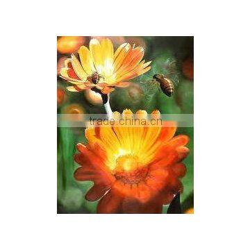 Fresh Calendula Carrier Oil at 100% Purity with Amazing Benefits & Uses