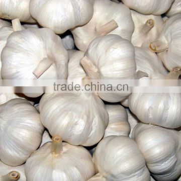 white Garlic