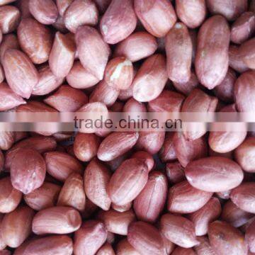 INDIAN JAVA PEANUT KERNEL 60/70 FOR SUPPLY