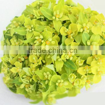 Colorful best sell fresh cut green Euphorbia formosana Hayata