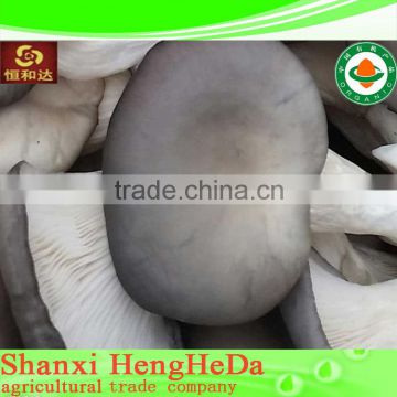 alibaba china with certification frozen oyster mushroom price