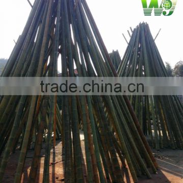 bamboo pole used in building