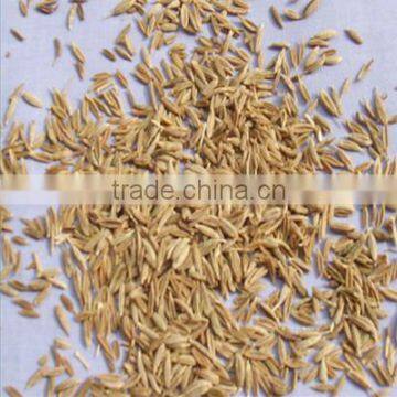 FAQ Cumin Seed Selling on Discounts