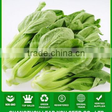 NPK11 Luomu China pak choi seeds manufactory,seeds for open field