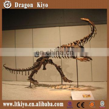 2016 Fiberglass dinosaur skeleton for museum