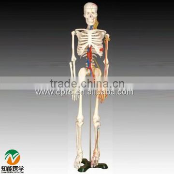BIX-A1005 Human skeleton model with heart and vessels model (85CM)                        
                                                Quality Choice