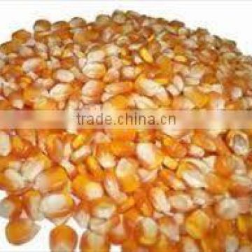Selling high quality yellow corn for animal feed