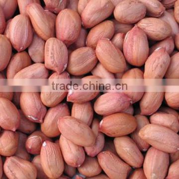 Indian Long Shape Peanuts / Peanut Kernel Bold 50-60 COUNT