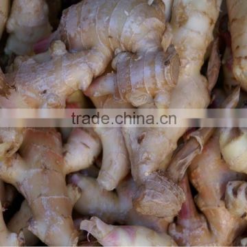High Quality Ginger (Fresh and Dried)