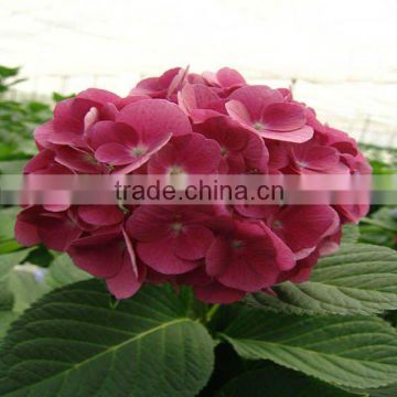 Cut flowers Red color hydrangea