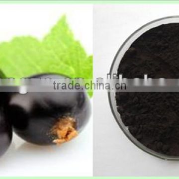 ISO Ceritified Imported Black Currant Ribes nigrum Powder Extract with Anthocyanidins 25%by UV