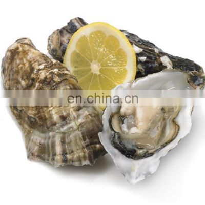 frozen oyster half shell oyster