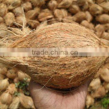 SEMI HUSKED COCONUTS FOR EXPORTING