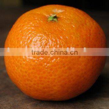 Mandarin "Kinnow" Citrus fruit