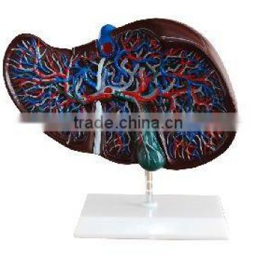 Liver Model