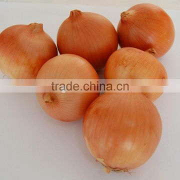 New Crop FRESH YELLOW Onion