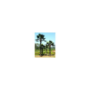 Sell Sago Palm Trees