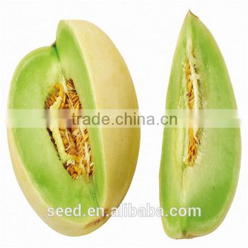 Honey Crispy and Round Rock Melon seeds For Sale