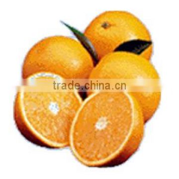 Mandarin "Kinnow" Special Offer for Russian Buyers Orange