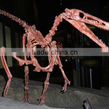 Realistic Dinosaur Skeleton Fossil Of Buitreraptor
