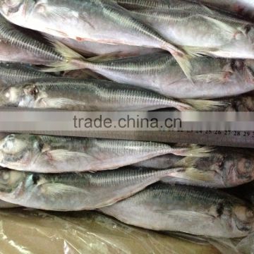 Frozen fish horse mackerel 20cm with good quality for fishing