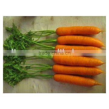 2013 New Crop Fresh Red Carrots